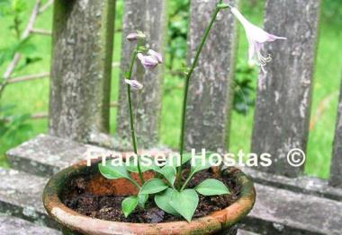 Hosta Tiny Tears
