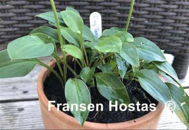 Hosta Tiny Tears