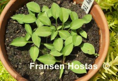 Hosta Tiny Tears