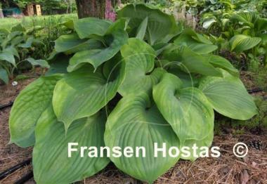 Hosta Titanic