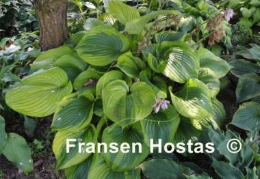 Hosta Titanic
