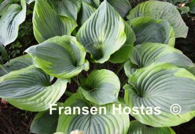 Hosta Titanic