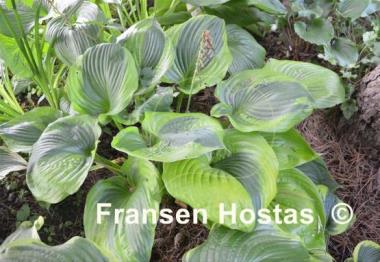 Hosta Titanic