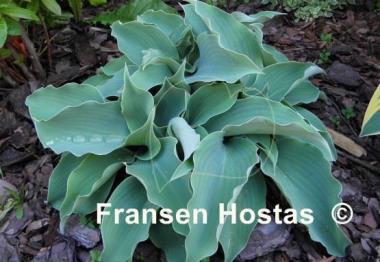 Hosta Titanium