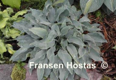 Hosta Titanium
