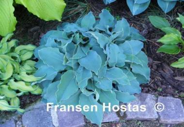 Hosta Titanium