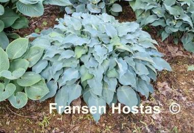 Hosta Titanium