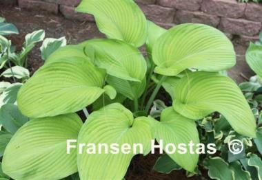 Hosta Tobacco Road