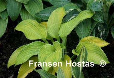 Hosta Tobacco Road