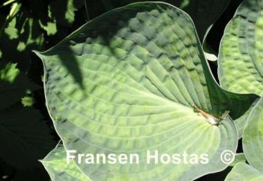 Hosta Tokudama Aureonebulosa