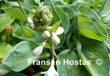 Hosta Tokudama Aureonebulosa