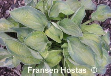 Hosta Tokudama Aureonebulosa