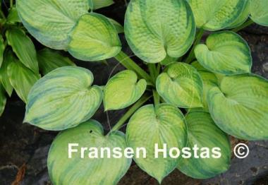 Hosta Tokudama Aureonebulosa