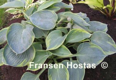 Hosta Tokudama Flavocircinalis