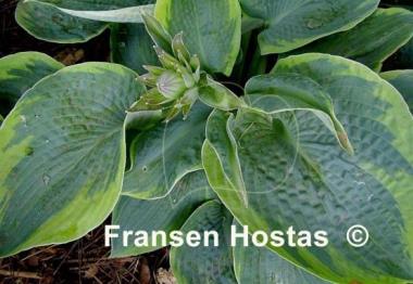 Hosta Tokudama Flavocircinalis