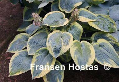 Hosta Tokudama Flavocircinalis