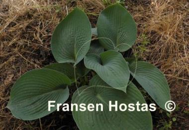 Hosta Tokudama