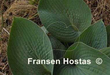 Hosta Tokudama