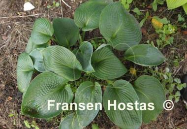Hosta Tokudama