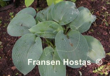 Hosta Tokudama