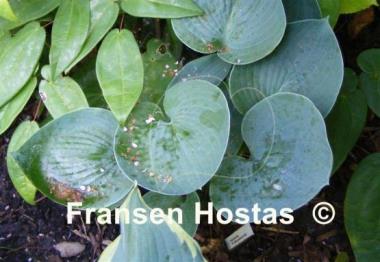 Hosta Tokudama