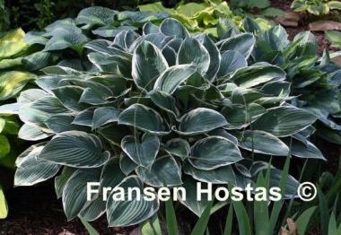 Hosta Tom Schmid