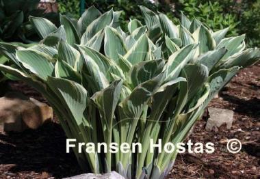 Hosta Tom Schmid