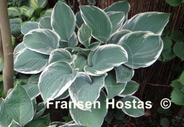 Hosta Tom Schmid