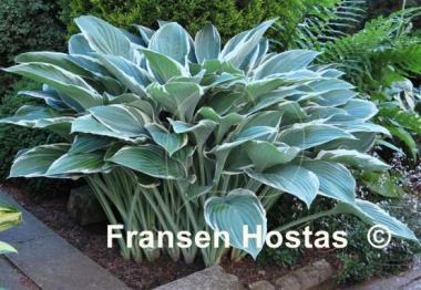 Hosta Tom Schmid