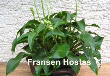 Hosta Tom Thumb