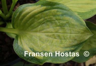 Hosta Tomahawk
