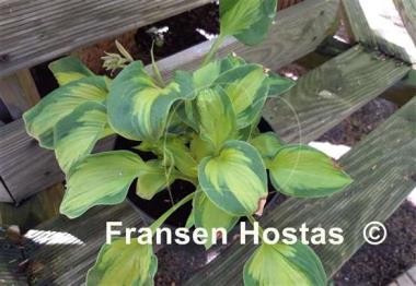 Hosta Tomahawk
