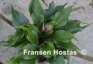 Hosta Tongue Twister