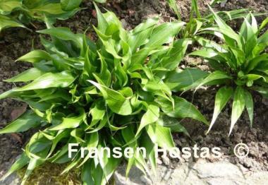 Hosta Tongue Twister
