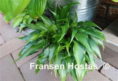 Hosta Tongue Twister