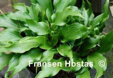 Hosta Tongue Twister