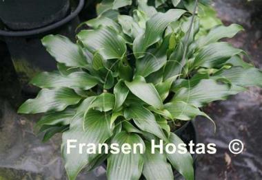 Hosta Tongue Twister