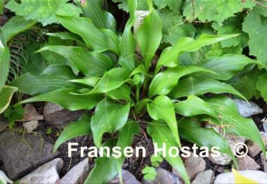 Hosta Tongue Twister