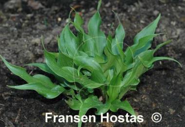 Hosta Tongue Twister