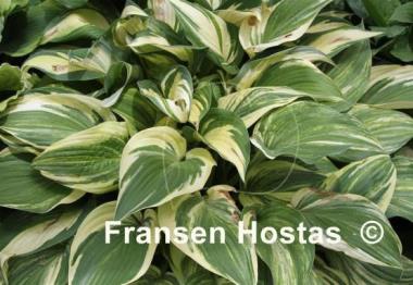 Hosta Tongue of Flame