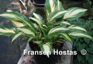 Hosta Tongue of Flame