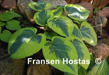 Hosta Tootie Mae