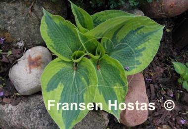 Hosta Tootie Mae
