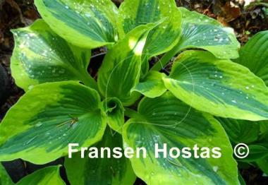 Hosta Tootie Mae