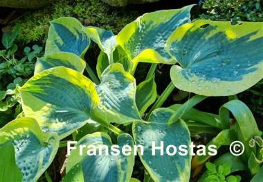 Hosta Tootie Mae