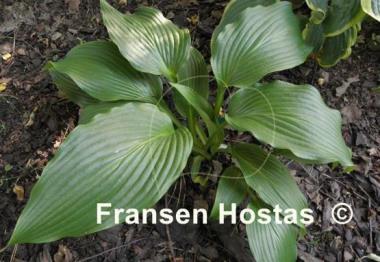 Hosta Top of Mount Fuji