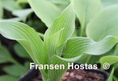 Hosta Top of Mount Fuji