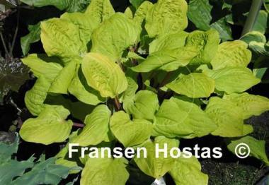 Hosta Top of the Mornin'