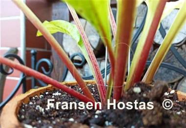 Hosta Top of the Mornin'