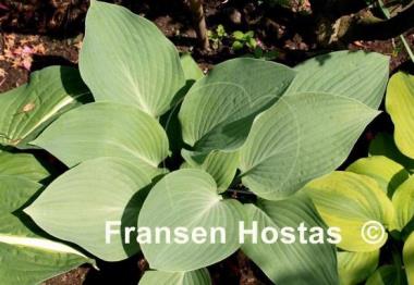 Hosta Topaz
